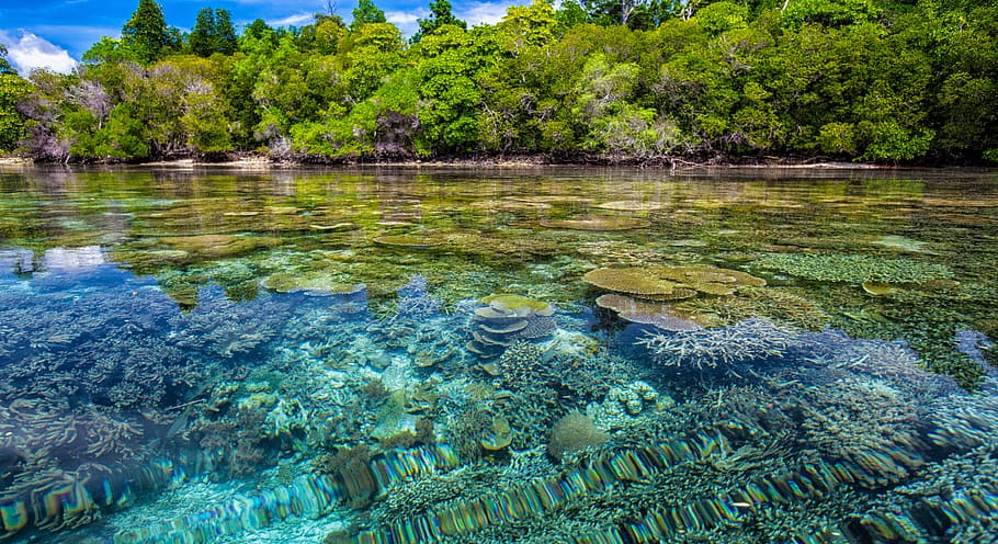 calma, corpo, água, dia, costa, recifes de coral, transparência, tropical, ilhas widi, ilhas halmahera