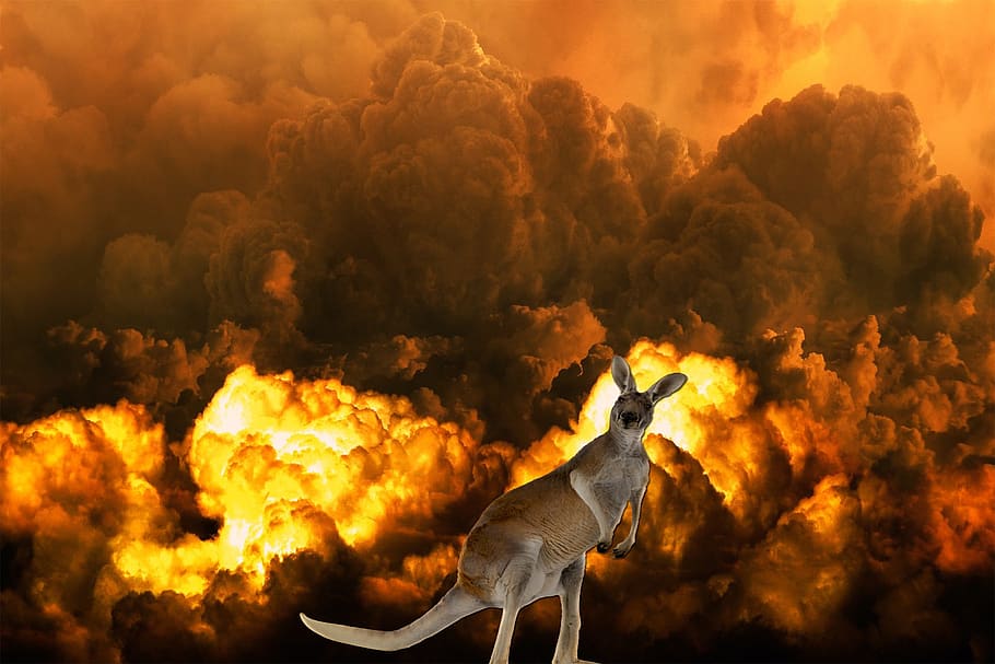 kangaroo, fire, disaster, devastation, apocalypse, animal, animal themes, sky, nature, cloud - sky