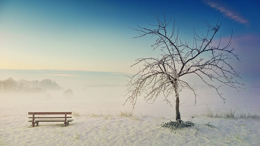 park, bench, winter, ice, cold, frozen, snow, tree, barren, blue sky