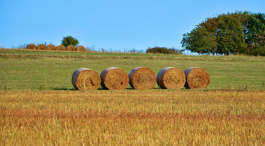 bale, round hays, grass field, field, agriculture, straw bales, hay bales, landscape, autumn, field crops