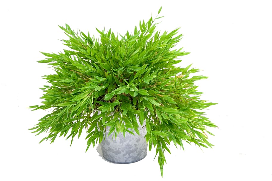 緑, 灰色, 花瓶, 植物, 竹, 自然, 葉, 色, ポット, 草