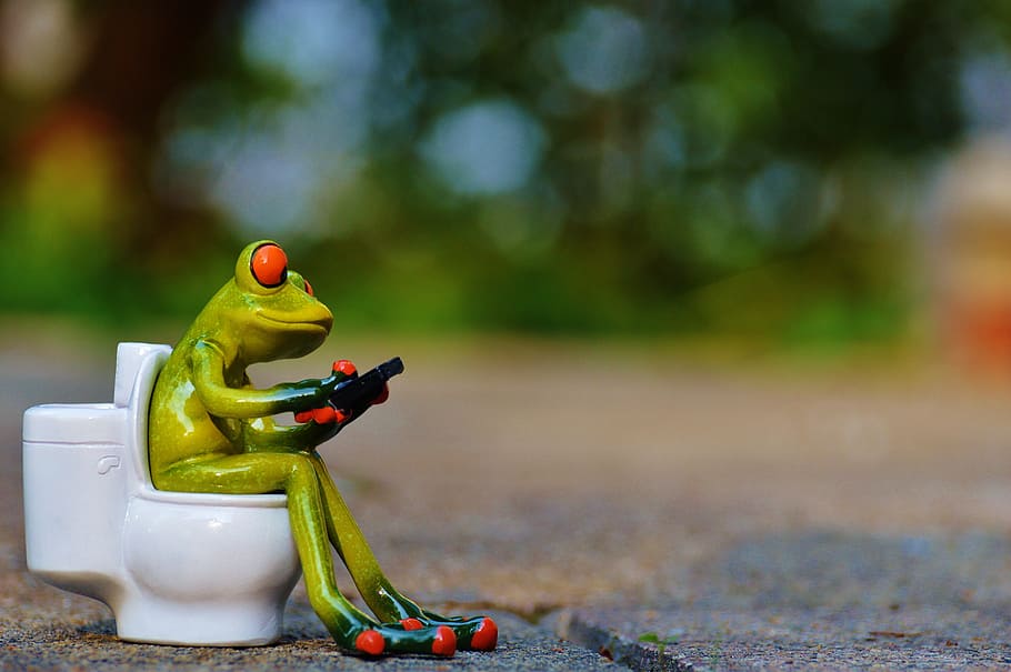green frog image, green frog, frog, mobile phone, toilet, loo, wc, funny, session, cute
