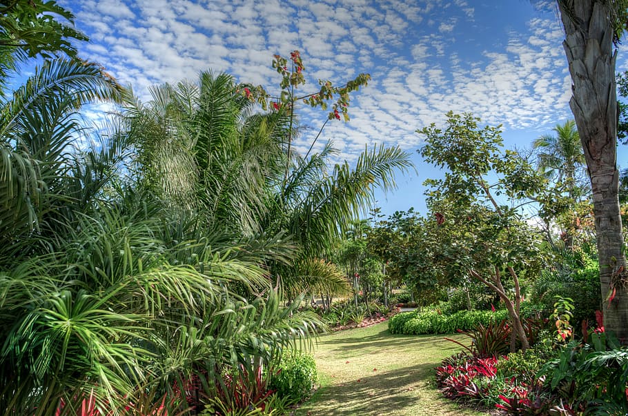 Naples Botanical Garden Palm Trees Green Orange Landscape