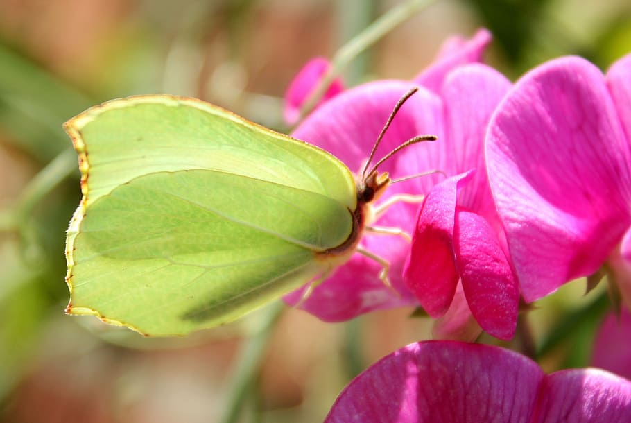 gonepteryx rhamni, butterfly, insect, flower, nature, plant, leaf, pink Color, beauty in nature, flowering plant