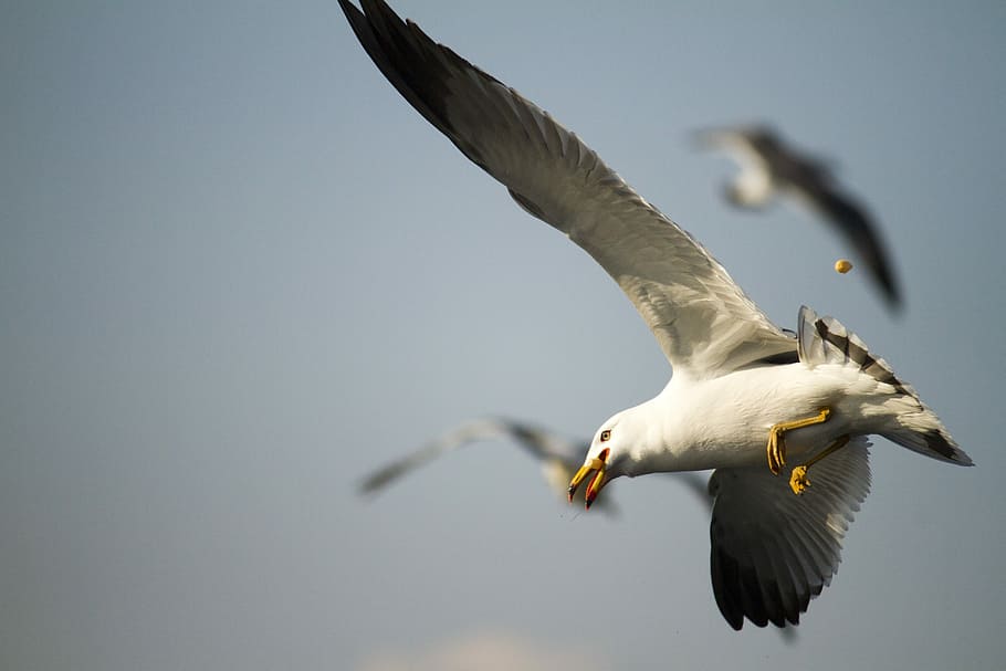 Летит новый. Новая Чайка. Новая Чайка флаер. La Mouette.