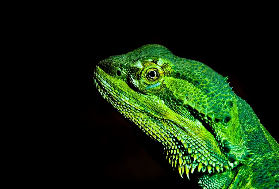 green, iguana, close, green Iguana, close up, bearded dragon, lizard, prickly, terrarium, creature