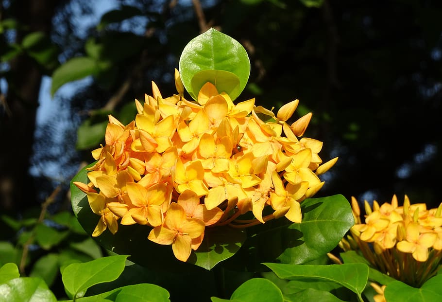 ixora, flower, jungle flame, rugmini, vedchi, rangan, chethi, ixora coccinea, rubiaceae, garden