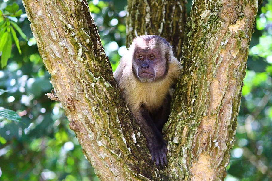 Capuchin Monkey, Primate, Animal, monkey, brazil, mammal, wildlife, nature, forest, tree