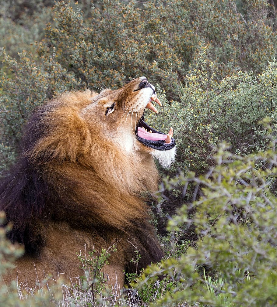 lion, crawling, daytime, africa, south africa, national park, roar, predator, big cat, panthera leo