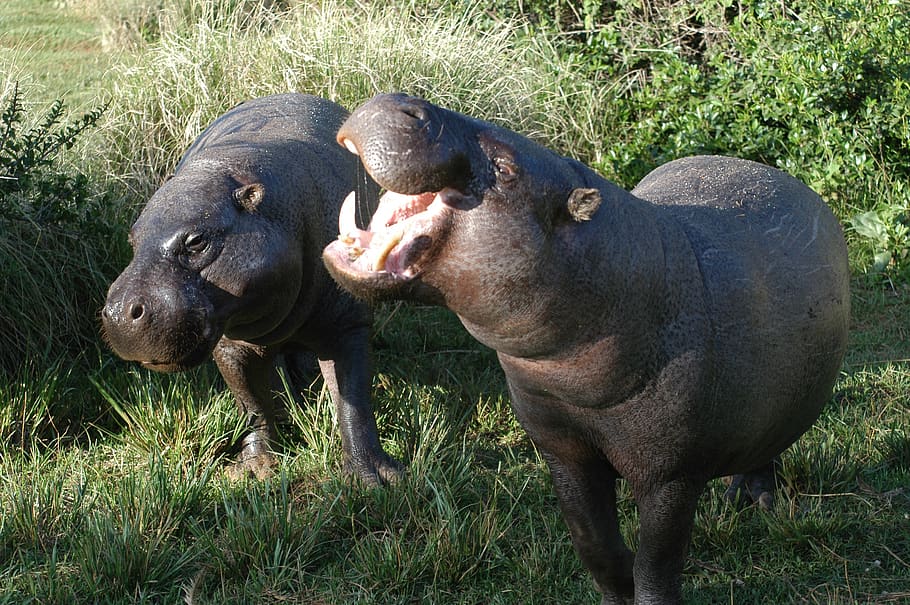 pygmy hippos, hippopotamus, pair, wildlife, nature, mammal, fat, mouth, teeth, animal