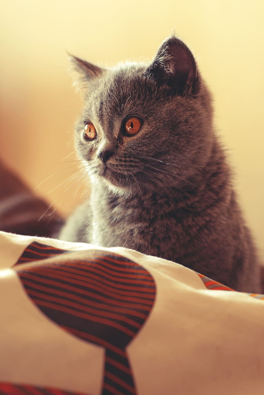 British Shorthair Cat, Pet, Feline, gato, ojos de color ámbar, pelaje gris, gato joven, gatito, un gatito joven, animal