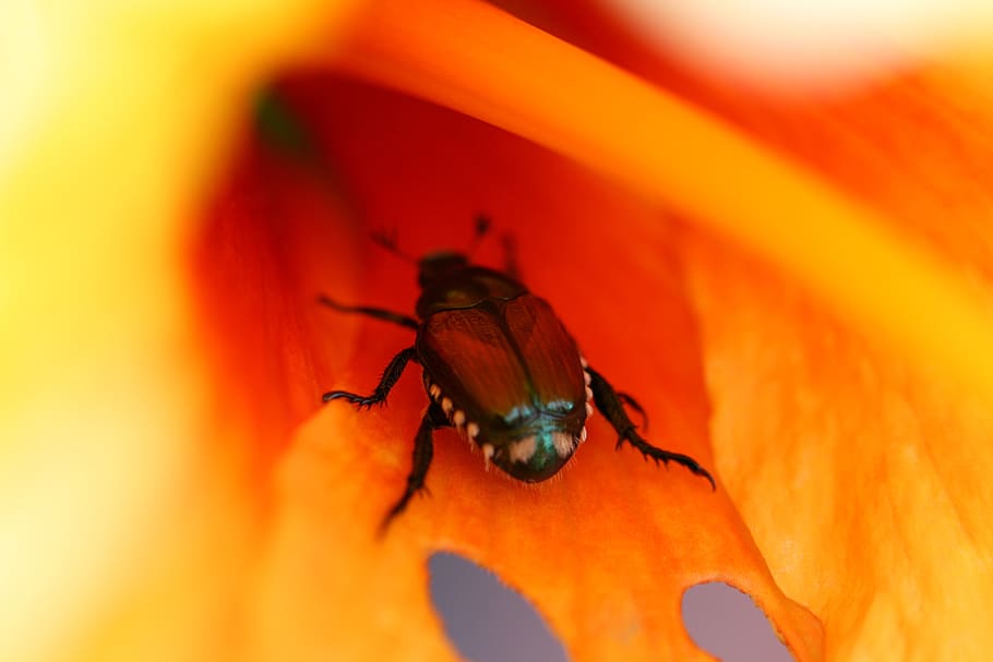 kumbang, makro, bunga, serangga, merapatkan, bug, tanaman, hewan, alam, liar