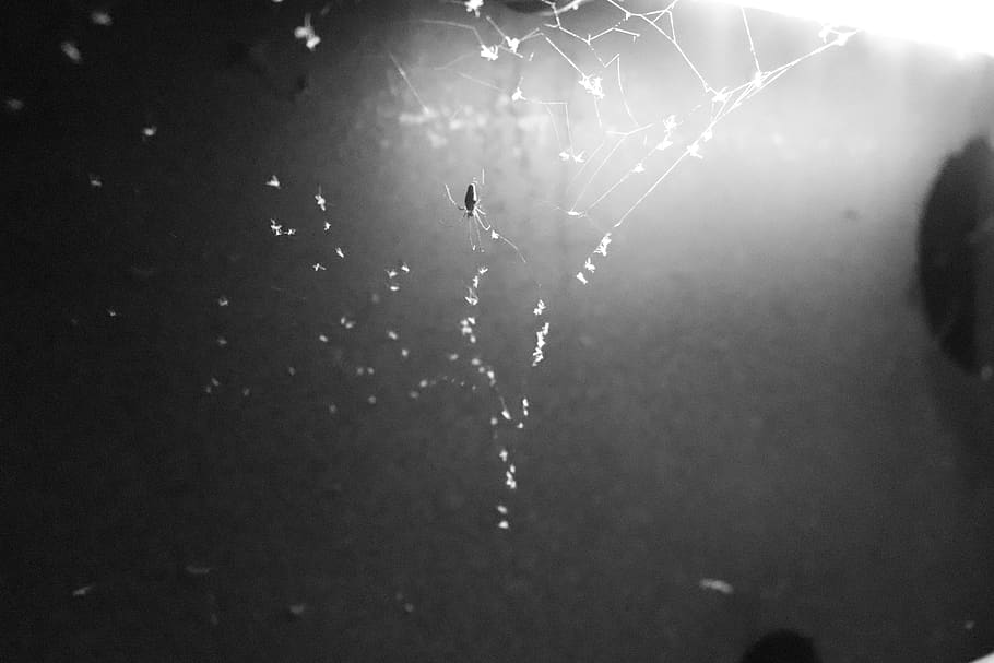 laba-laba, hitam dan putih, serangga, menakutkan, ketakutan, gelap, arachnofobia, jaring laba-laba, merapatkan, fokus pada latar depan