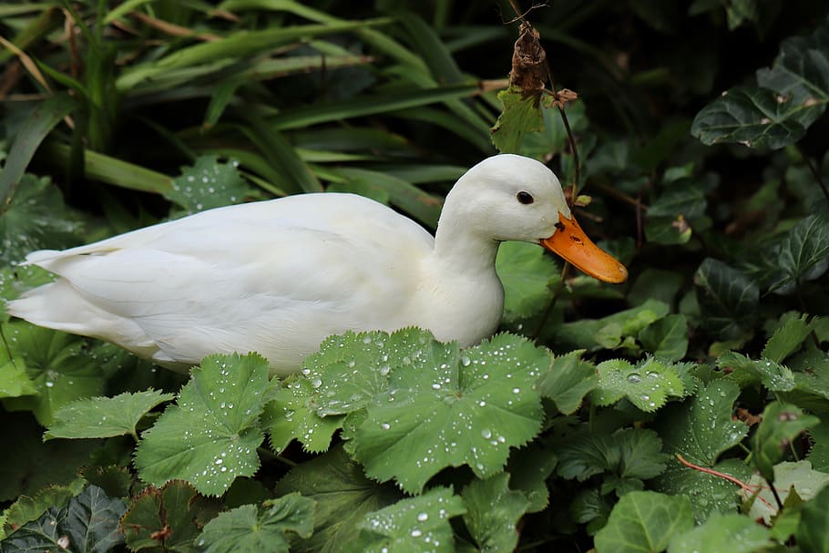 duck, mallard, white, water bird, animal, bird, nature, plumage, poultry, animal world