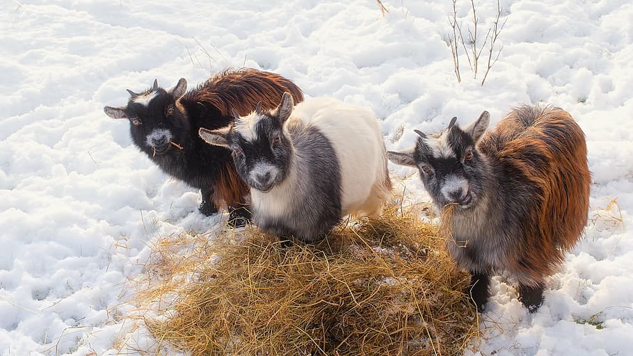 2, 茶色, 1つ, 白, 山羊, 横, 干し草, 雪, 動物, 家畜