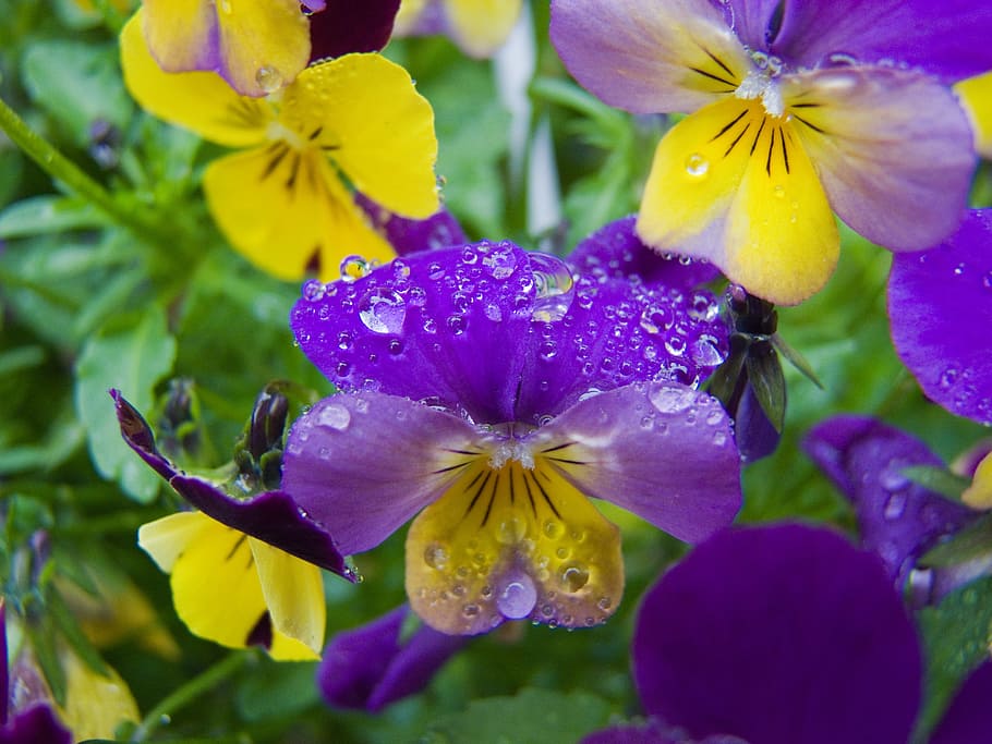 close-up photography, fancy, flowers, flower, pansy, drip, nature, flowering plant, plant, vulnerability