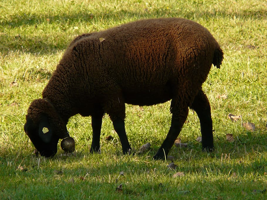 sheep, schwarzbraunes bergschaf, jura sheep, elbe sheep, breed of sheep, meadow, graze, animal, creature, grass