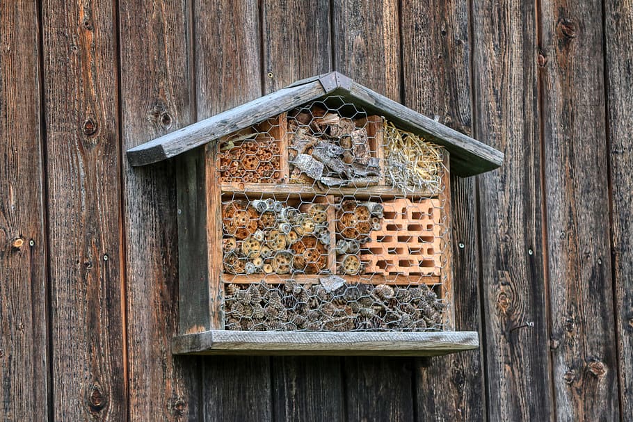 hotel de abelhas, hotel de insetos, inseto, natureza, abelhas selvagens, madeira, ajuda para nidificação, casa dos insetos, perfurado, medidas de proteção contra insetos