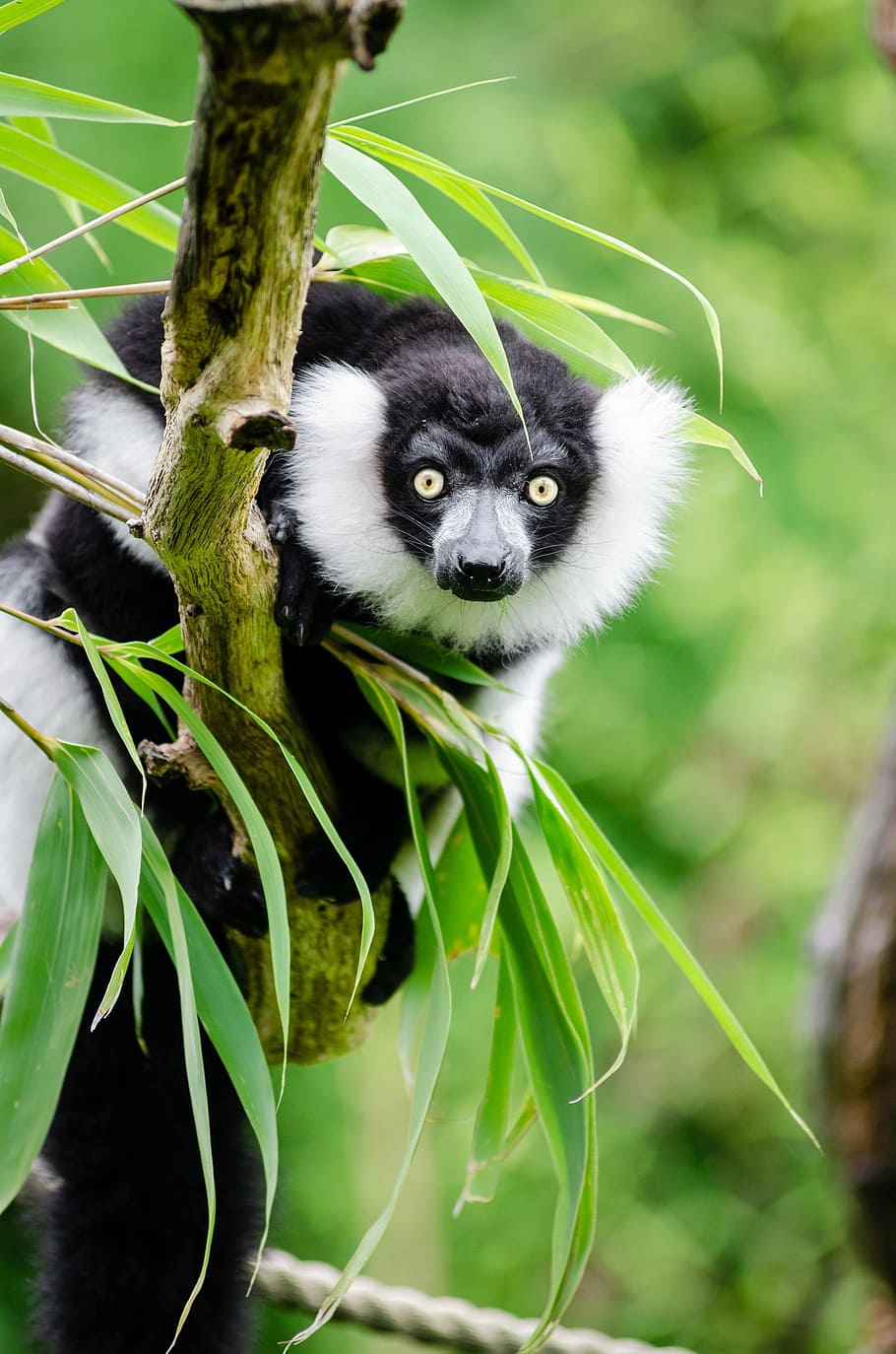 white, black, animal, tree branch, daytime, black and white ruffed lemur, wildlife, madagascar, nature, portrait