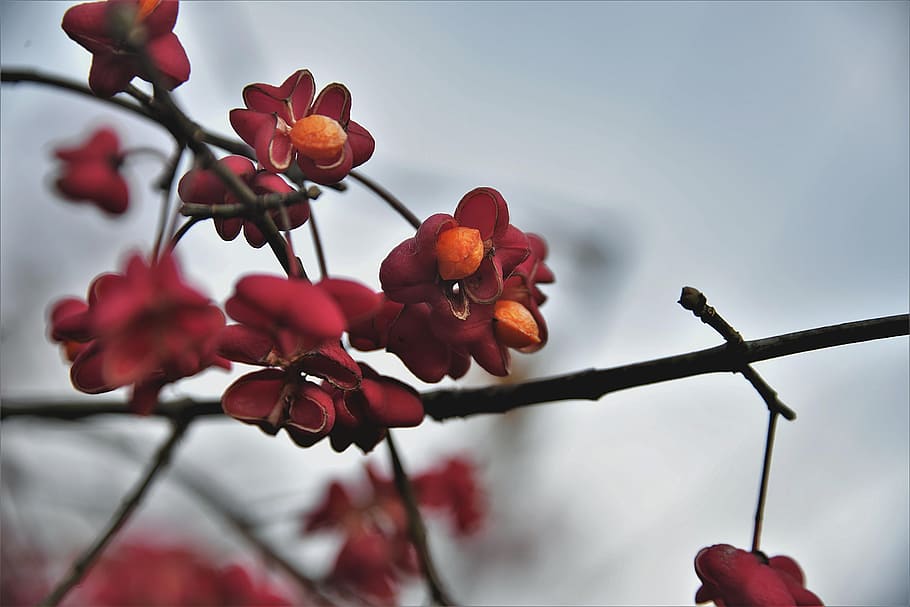 red, flowers, tree, spindle, bush, fruits, toxic, plant, freshness, growth