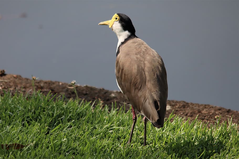 masked, lapwing, water, black, crown, white, chest, native, australian, adelaide