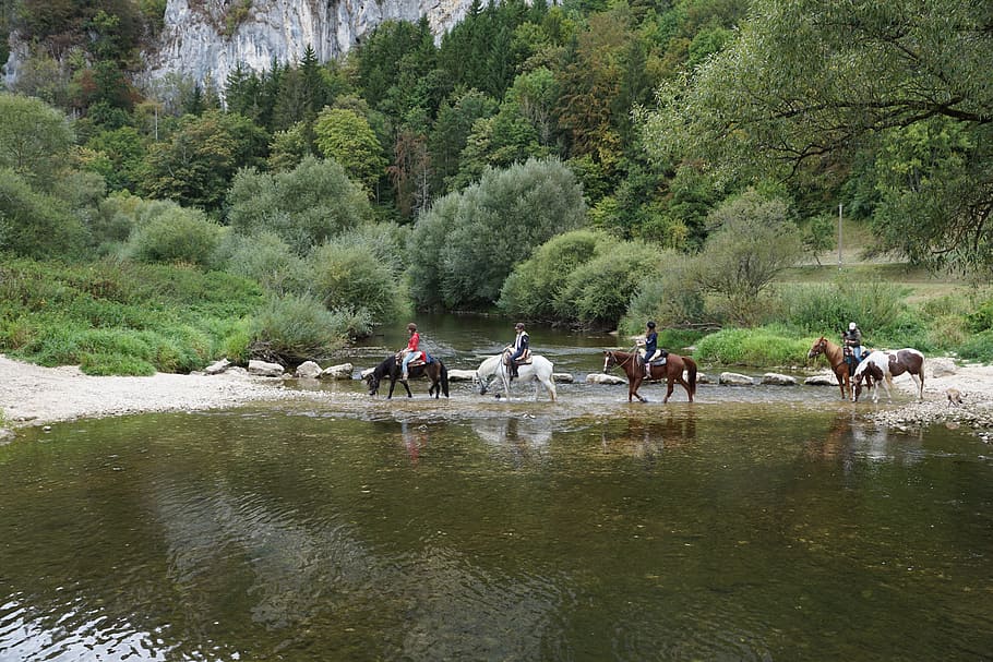 Horses, Danube, Water, Ride, Sport, water, ride, cross, danube valley, donauwelle, stones