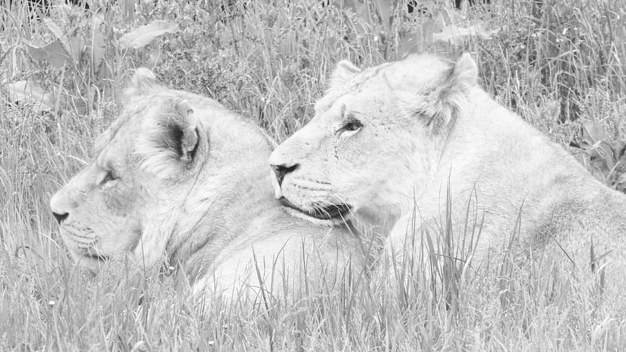 grayscale photo of lioness, animal, animal themes, animal wildlife, grass, mammal, animals in the wild, plant, field, cat