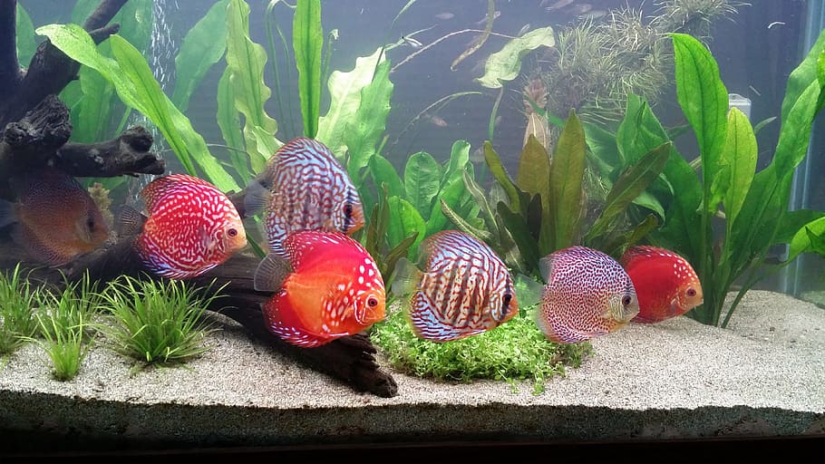 seven, red, grey, fish, inside, aquarium, schooling discus fish, school, growth, plant