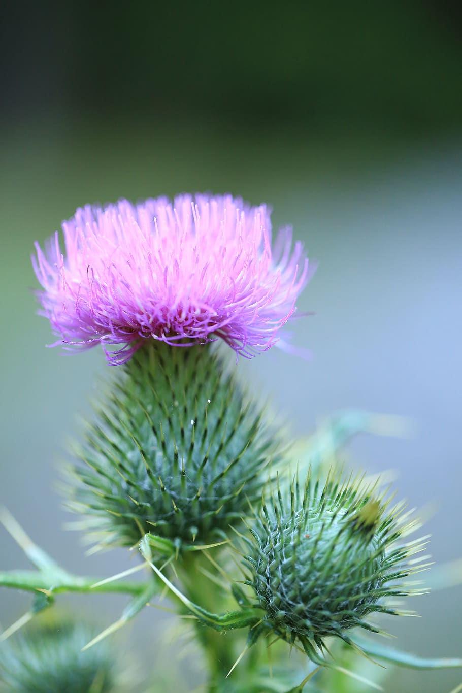 thistle, flower, blossom, bloom, prickly, nature, plant, flower meadow, globe thistle, summer