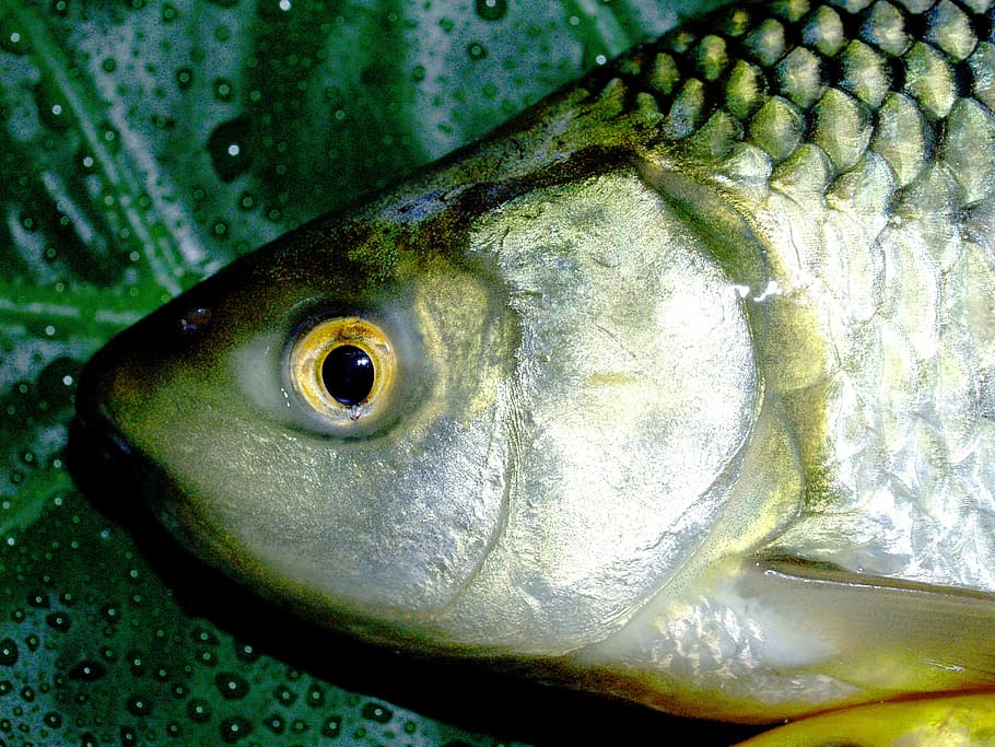 peixe, carpa, refeição, rio, pique, mascaramento, carpio, cypriniformes, peixe-gato, cyprinidae