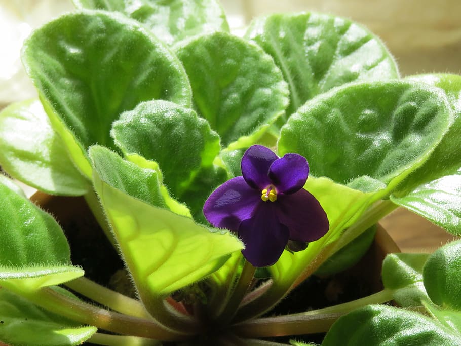 purple, african violet flower, close-up photography, african violet, flower, violet, plant, violet flower, house plant, saintpaulia