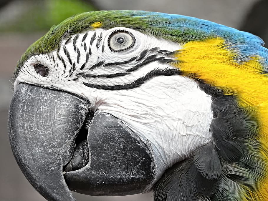 close, blue-and-yellow macaw, yellow macaw, ara, bird, parrot, colorful, side, detail, tongue