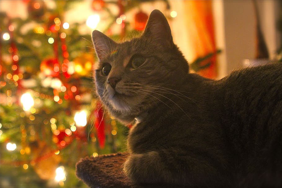 kucing, hari Natal, kontemplatif, glaskugeln, weihnachtsbaumschmuck, pohon cemara, penerangan, ornamen natal, waktu Natal, berkilau