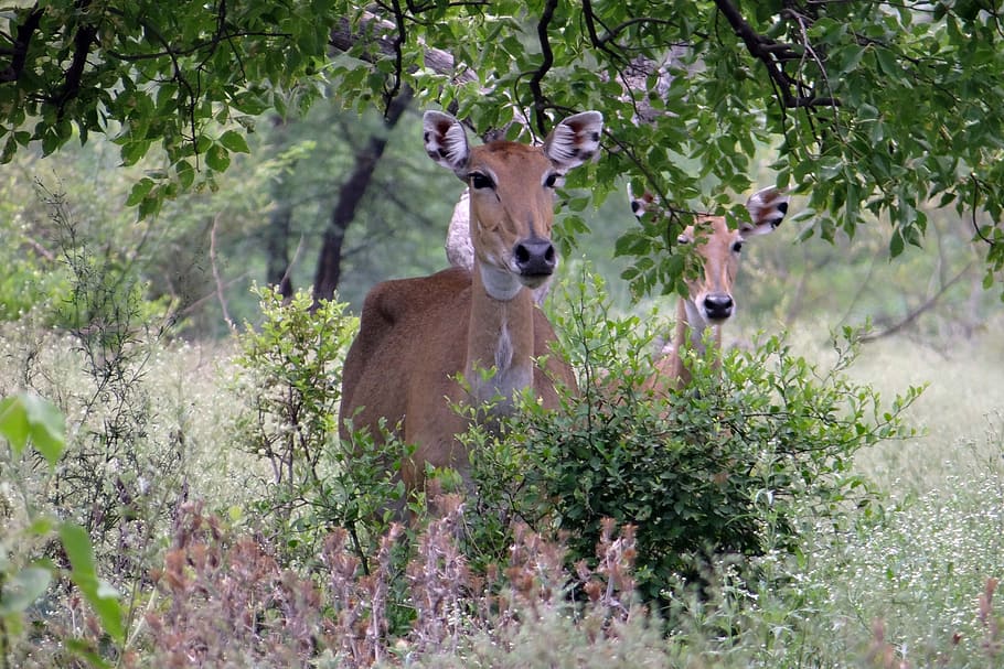 nilgai, antelope, boselaphus tragocamelus, nilgau, blue bull, animal, female, herbivore, wild, bharatpur