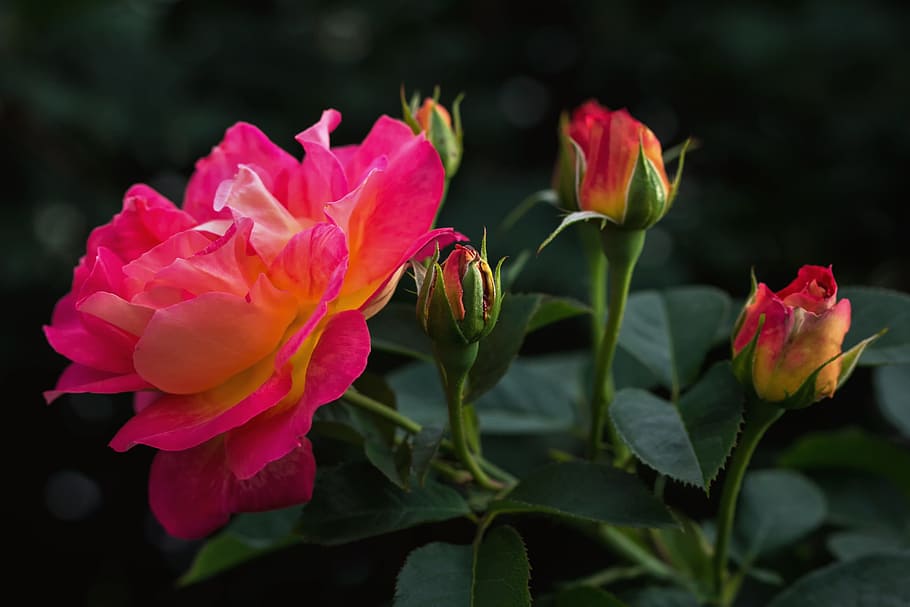 pink rose, Roses, Rosaceae, Rose Family, rose bloom, flower, petal, pink color, plant, nature
