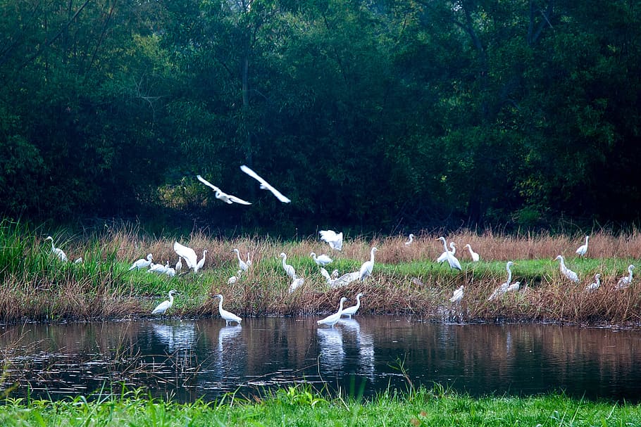 flocks of white storks, puddle hands upon her waist, phu yen, animal wildlife, animals in the wild, animal themes, bird, animal, vertebrate, group of animals
