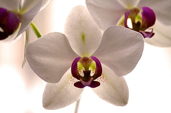 Fotos orquídeas de polilla blancas y moradas libres de regalías | Pxfuel