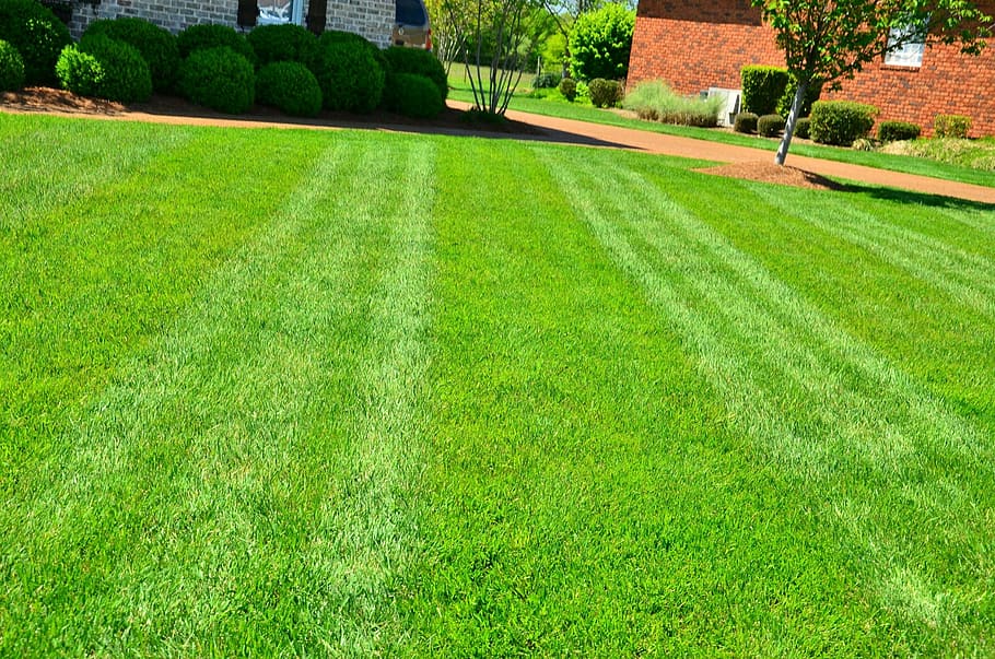 green grass lawn, lawn care, lawn maintenance, lawn services, grass cutting, lawn mowing, grass, architecture, outdoors, summer