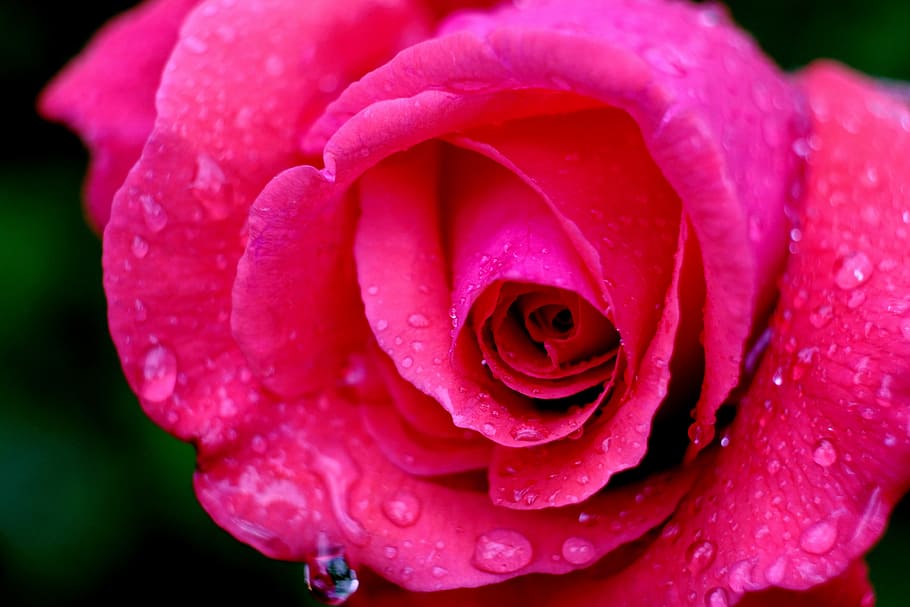 closeup, fotografia, rosa, flor, rosa flores, rosa rosa, fechar, natureza, chuva, amor