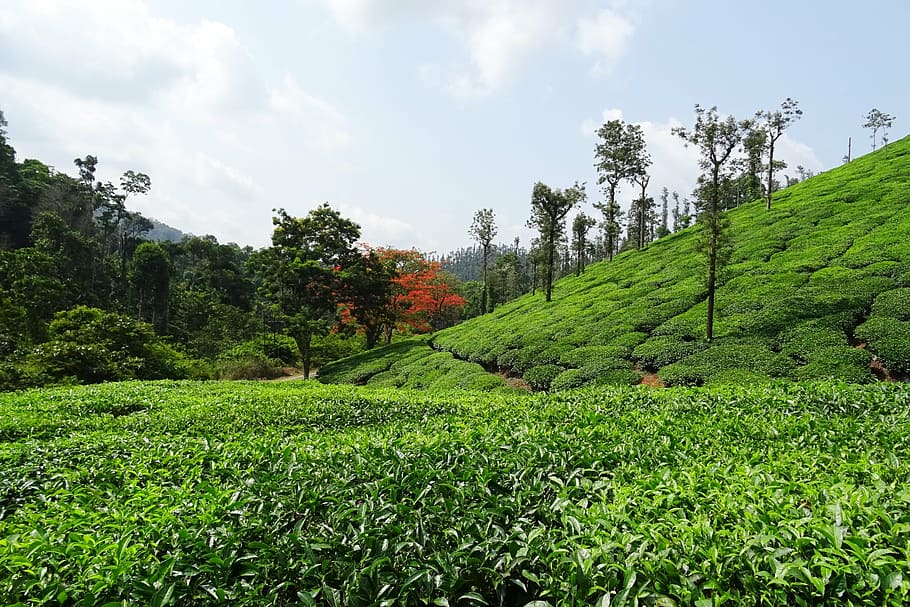 jardín de té, té, planta, plantación, finca, shree ganga, chikmagalur, karnataka, india, naturaleza