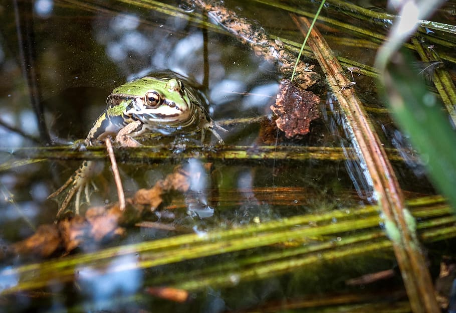 frog, toad, tree frog, pond, pools, water, reed, grass, frog in the water, high