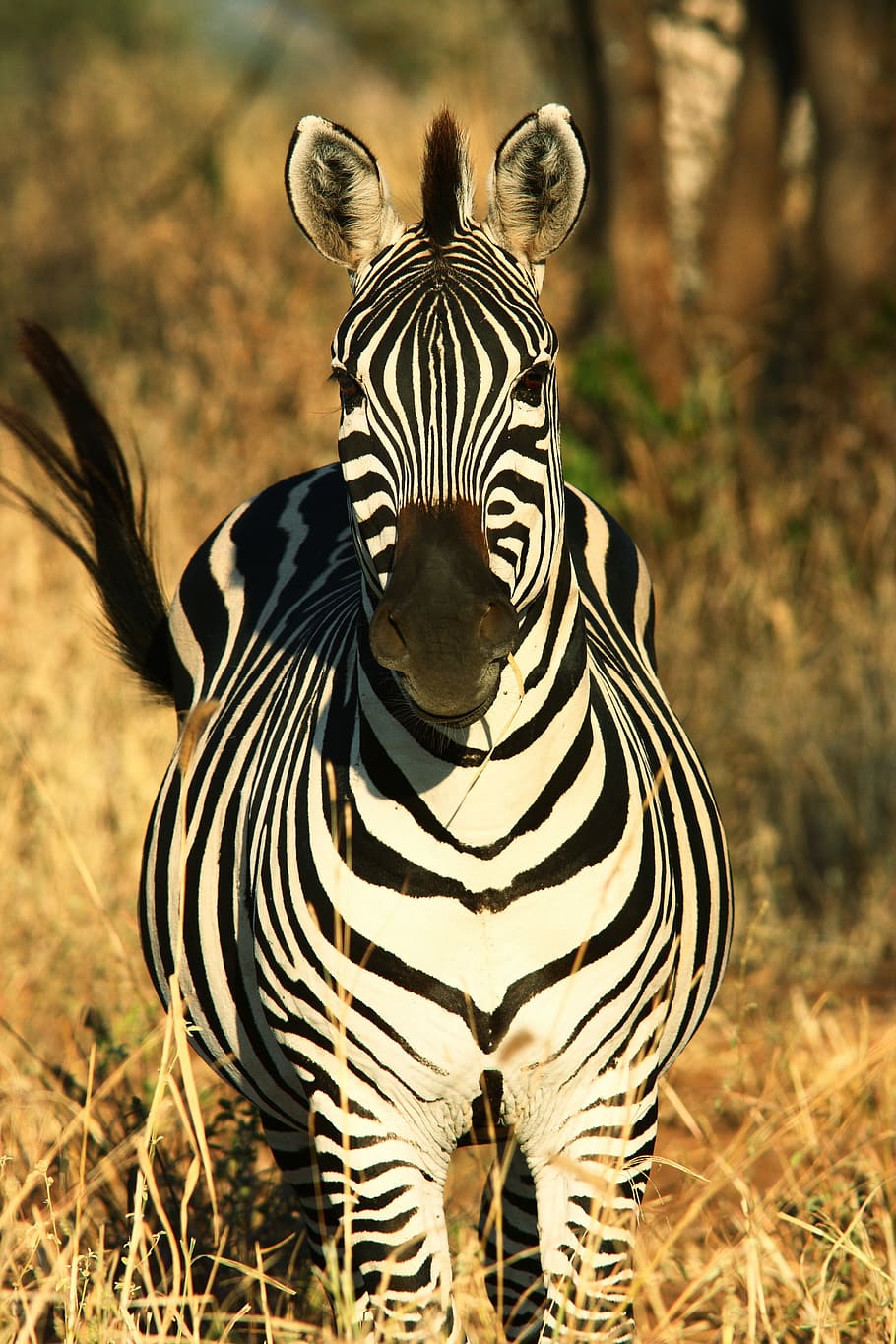 black, white, zebra, africa, animal world, nature, savannah, serengeti, wild, striped