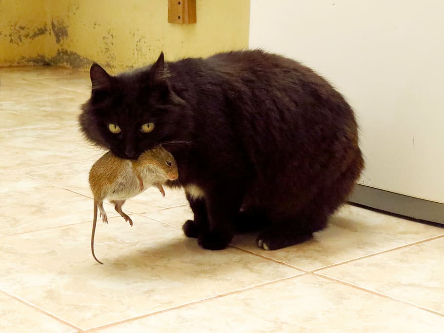brown, cat, biting, rat, standing, white, floor tiles, animals, mouse, mouse hunt