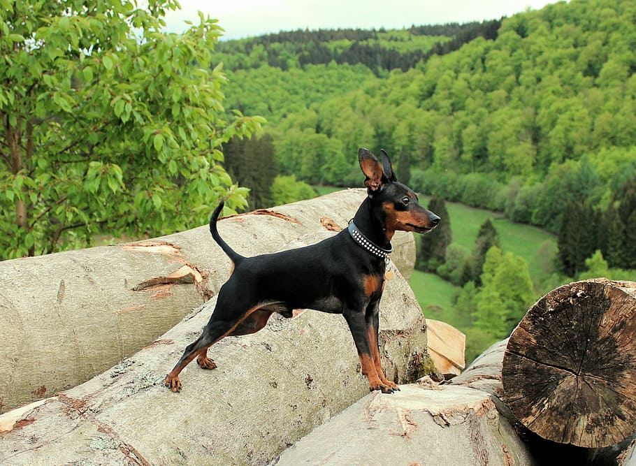 miniature pinscher, strains, log, outlook, view, valley, mountains, dog, pinscher, thoroughbred