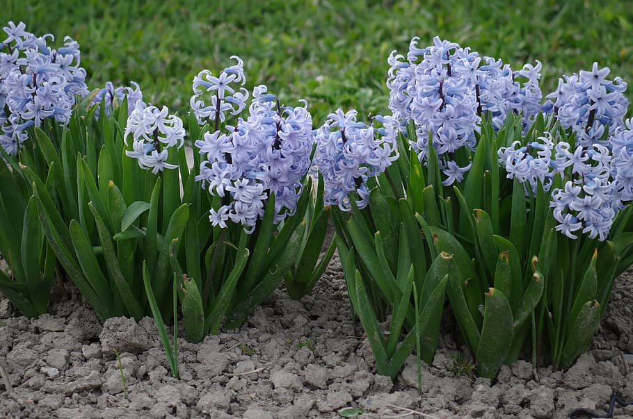 hyacinth, flower, spring, purple, blue, flowering plant, plant, freshness, beauty in nature, vulnerability