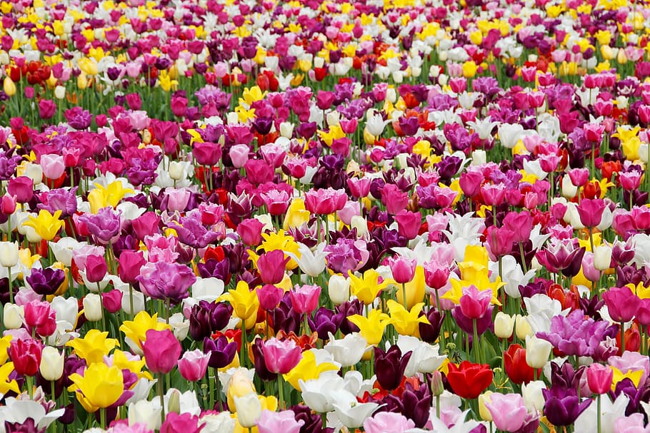 assorted-color tulip flower field, daytime, tulips, tulip field, tulpenbluete, tulip fields, field of flowers, colorful, holland, tulip