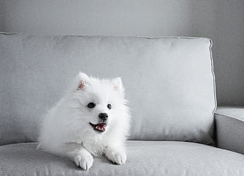 Royalty Free Spitz Puppies Photos Free Download Pxfuel