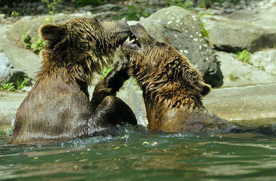 bear, brown bear, ursus arctos, water, zoo, splashing, inject, water splashes, great, swim