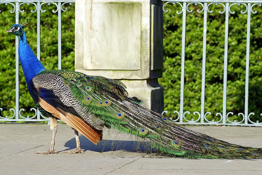 peacock, dashing, bird, park, colored, blue, tail, large, gorgeous, color