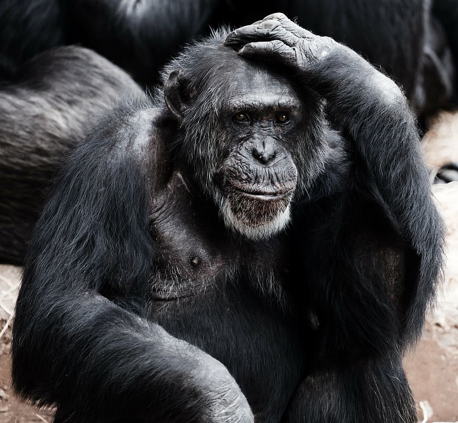chimpanzee scratching head, animal, ape, black, clever, face, hands, intelligence, intelligent, mammal
